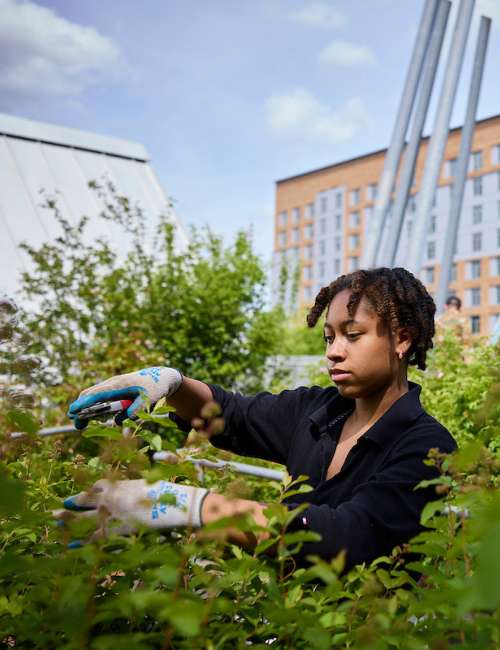 Undergraduate public health student from SPH gardening at the PSU garden